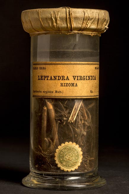 LEPTANDRA VIRGINICA - corteccia